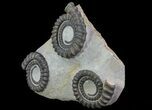 Multiple Devonian Anetoceras Ammonites - Morocco #67731-1